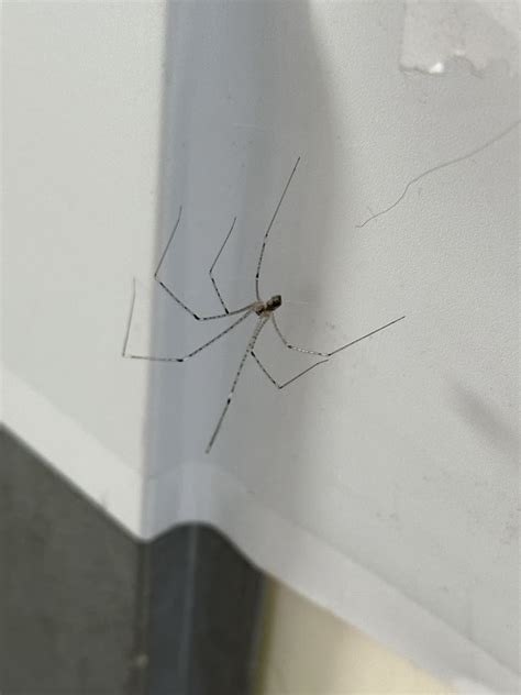 門口 設計 看到蜘蛛代表